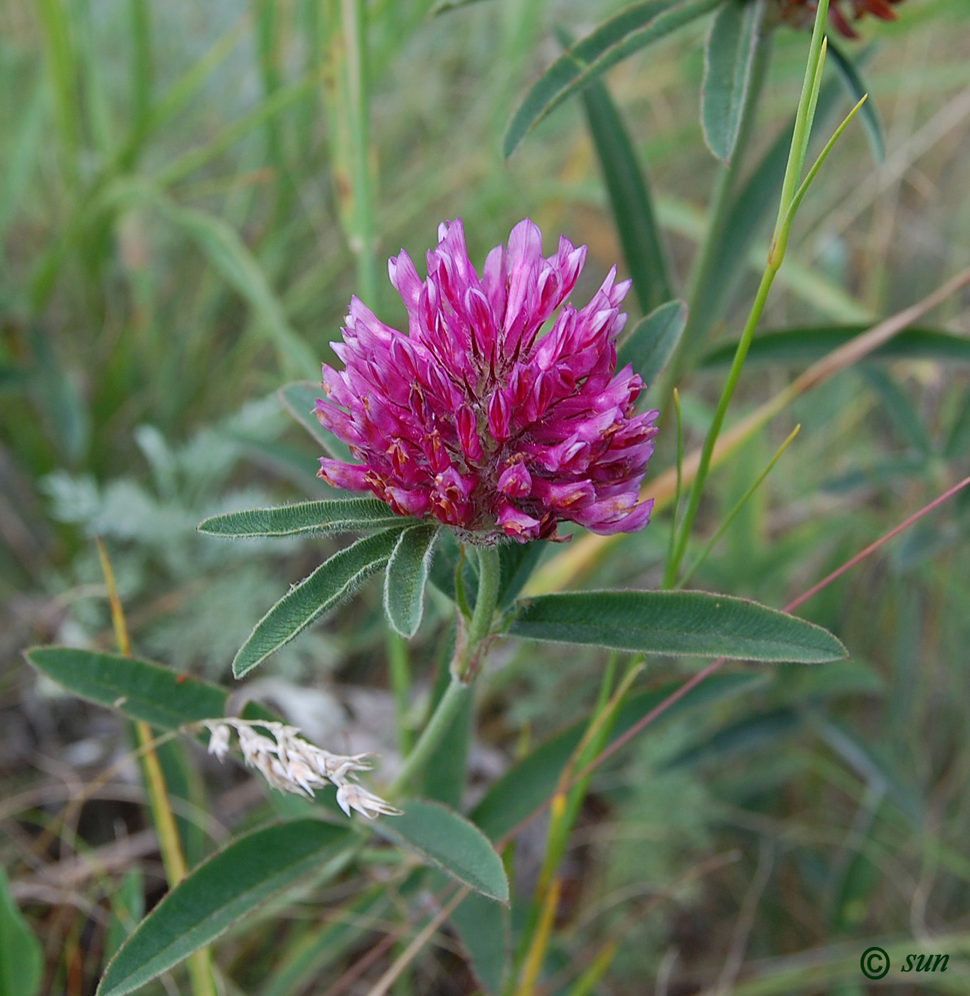 Image of Trifolium alpestre specimen.