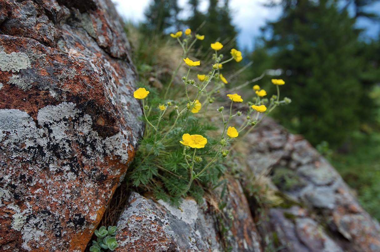 Изображение особи Potentilla czerepninii.