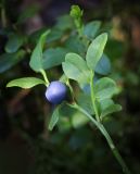 Vaccinium myrtillus. Часть ветви с плодом. Пермский край, Оханский р-н, Тулумбаихинское сельское поселение, Кунчурихинский бор, у болота. 02.07.2016.