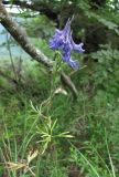 Delphinium schmalhausenii