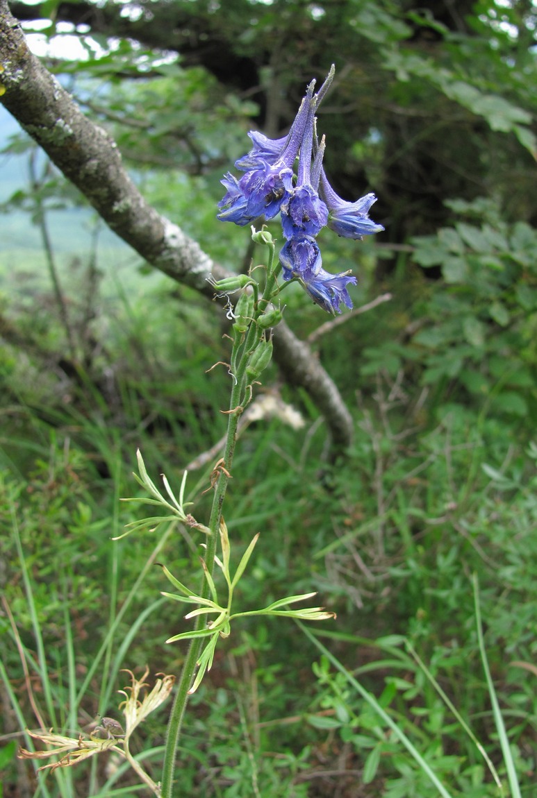 Image of Delphinium schmalhausenii specimen.