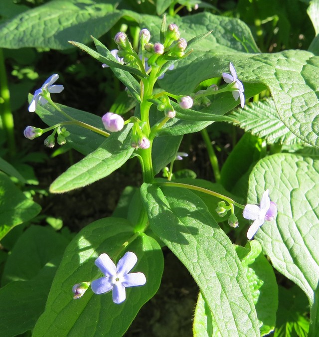 Image of Brunnera sibirica specimen.