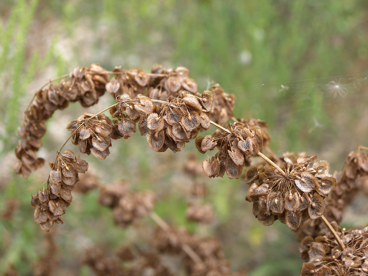 Изображение особи Rumex patientia.