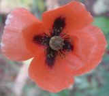 genus Papaver