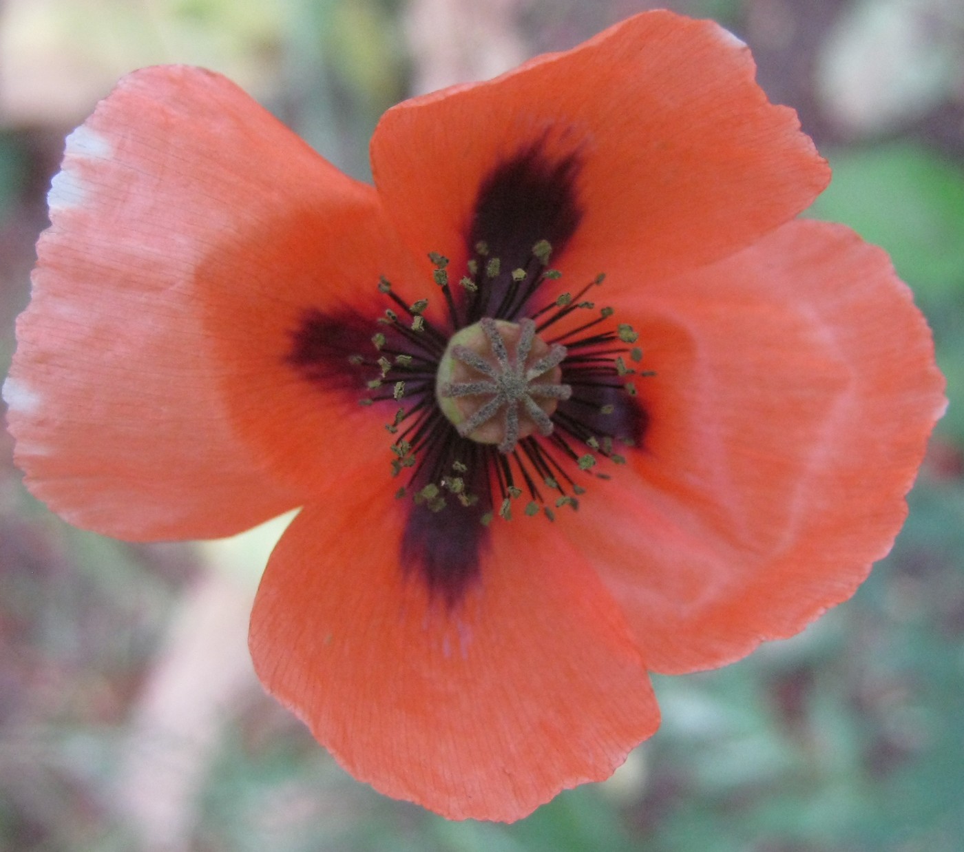 Image of genus Papaver specimen.