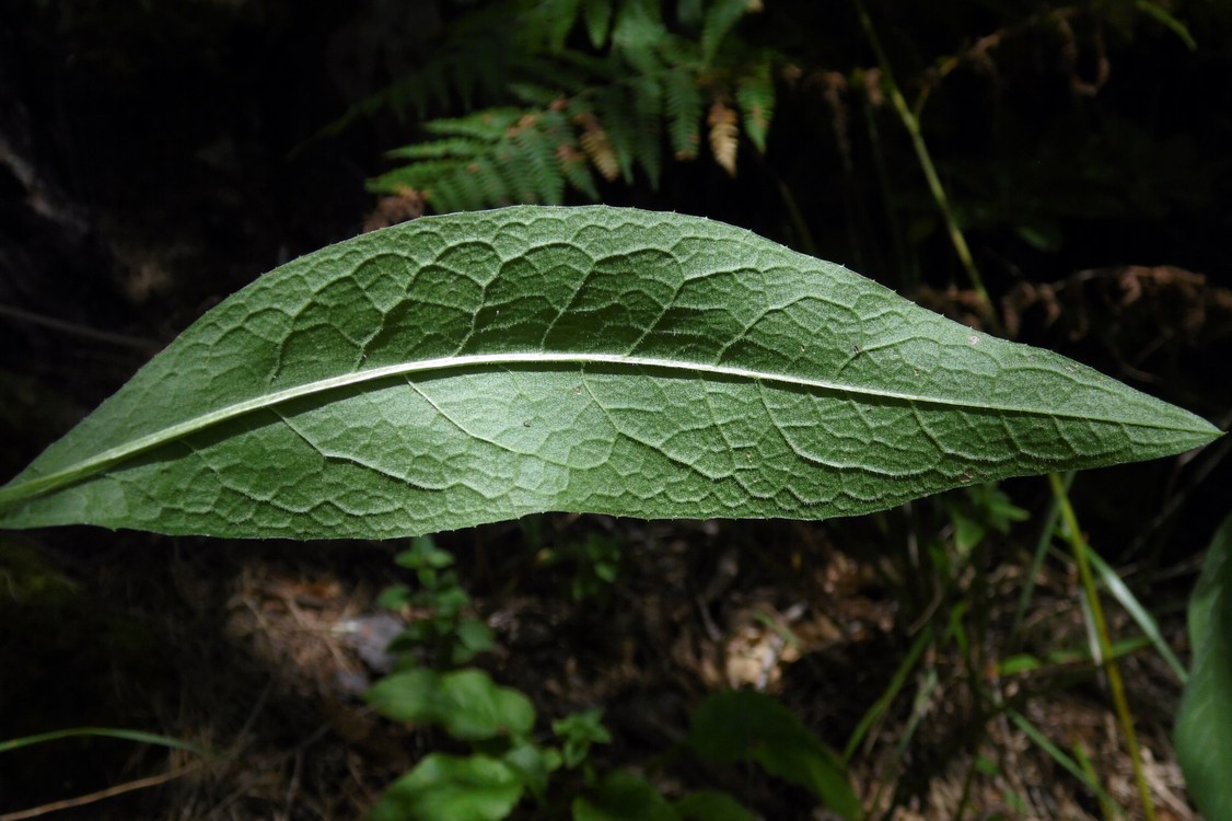 Image of Centaurea abbreviata specimen.