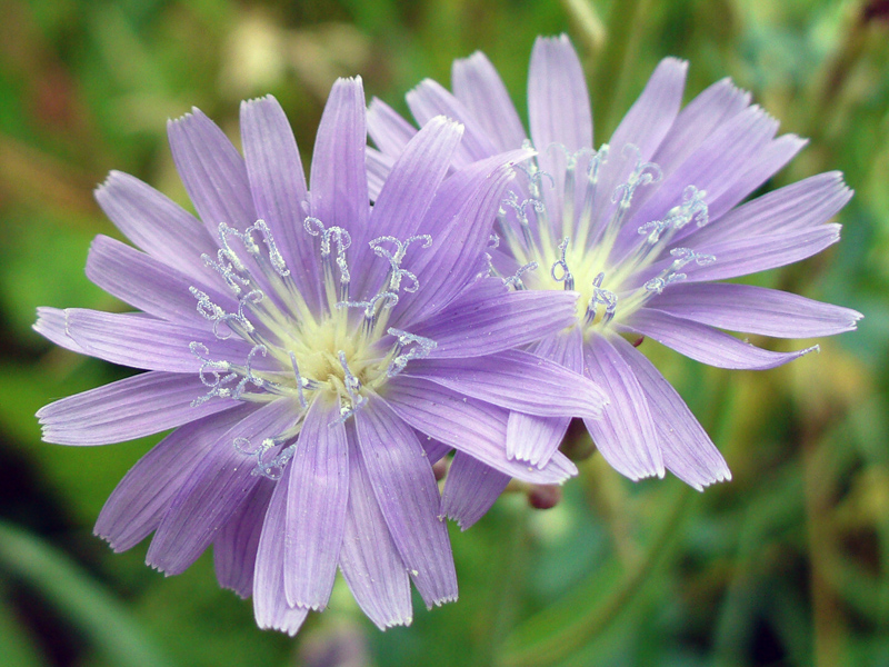 Изображение особи Lactuca sibirica.