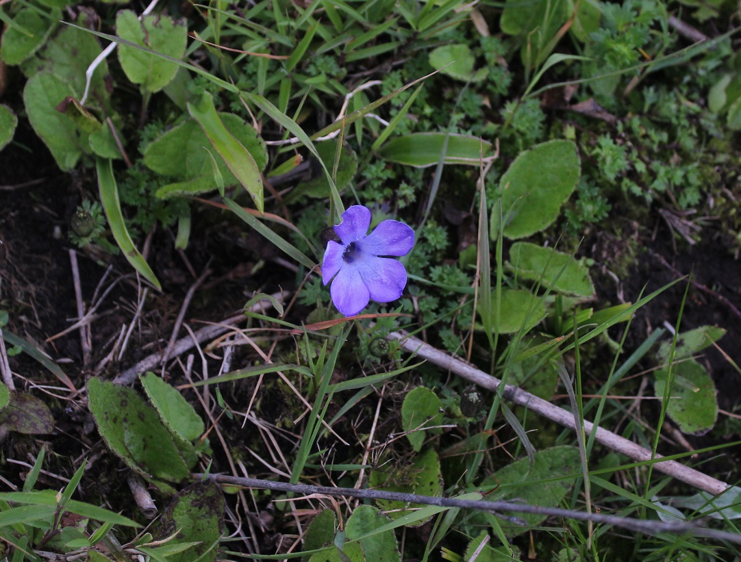 Image of Cyananthus lobatus specimen.