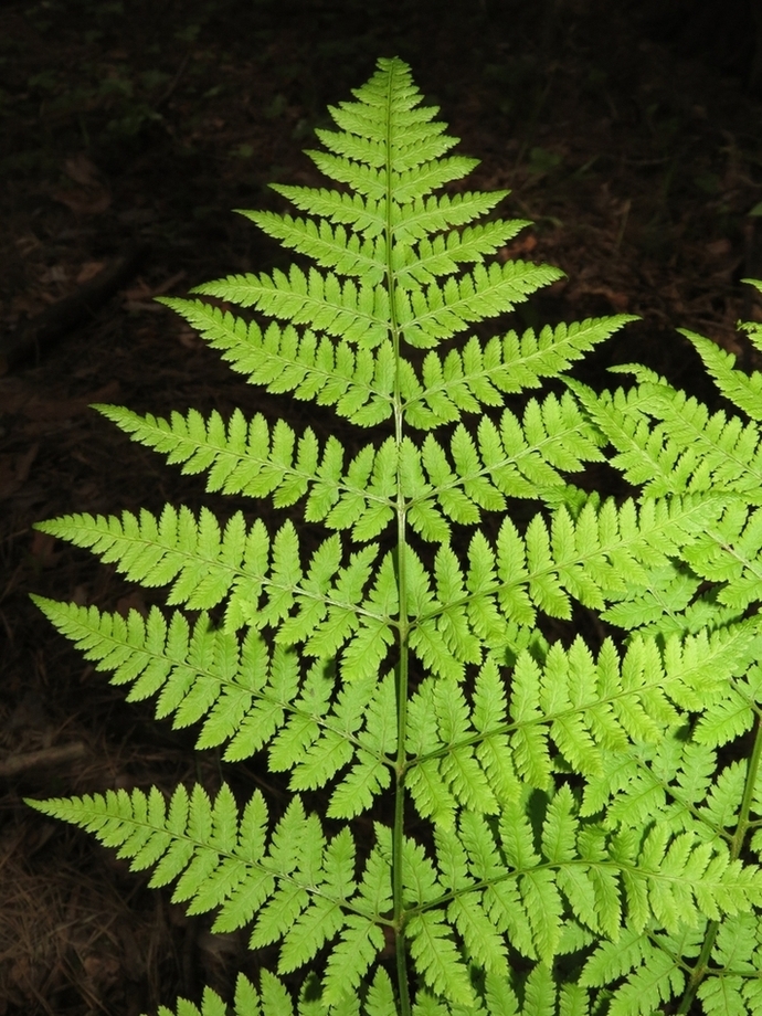 Изображение особи Dryopteris carthusiana.