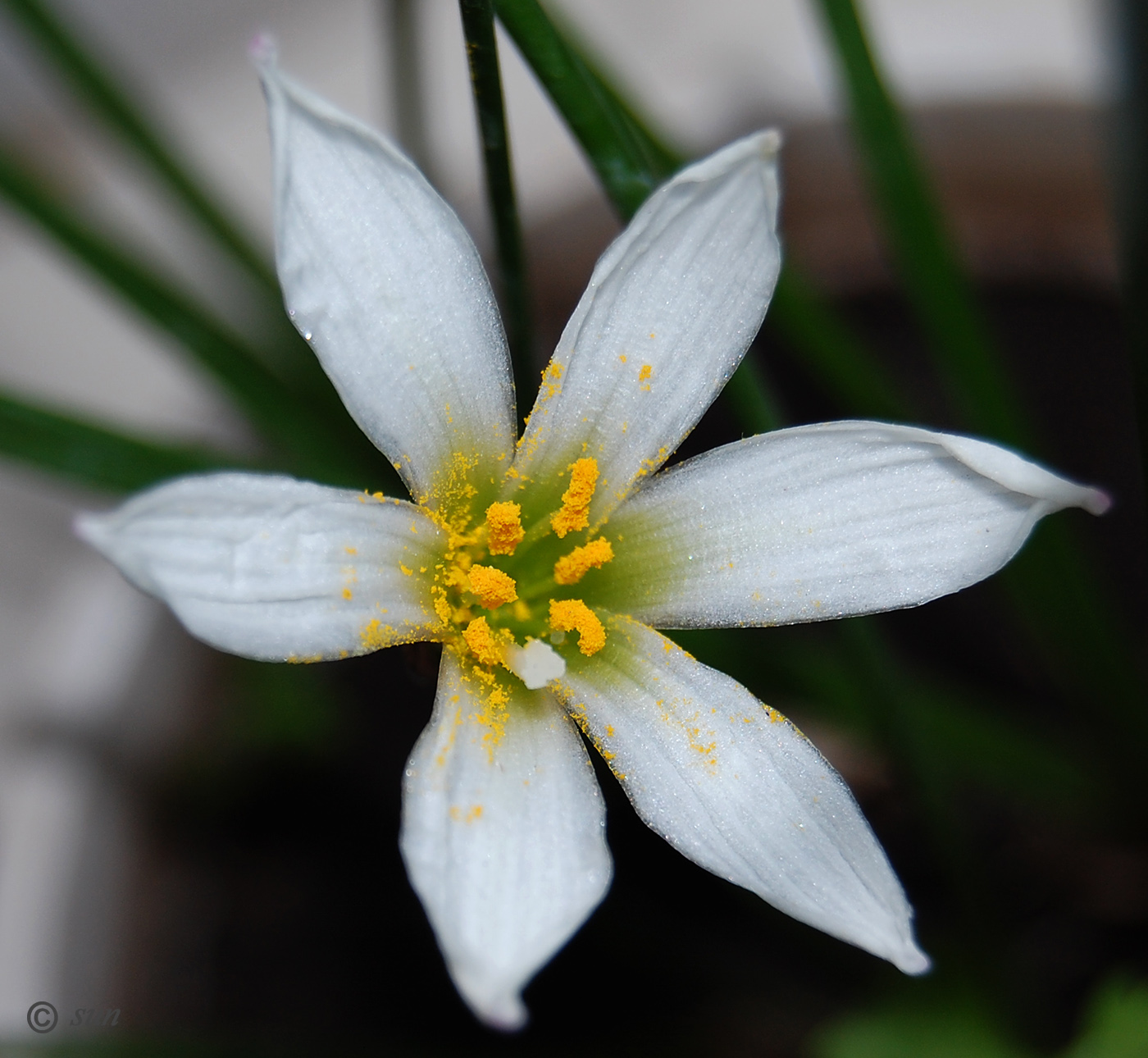 Image of Zephyranthes candida specimen.