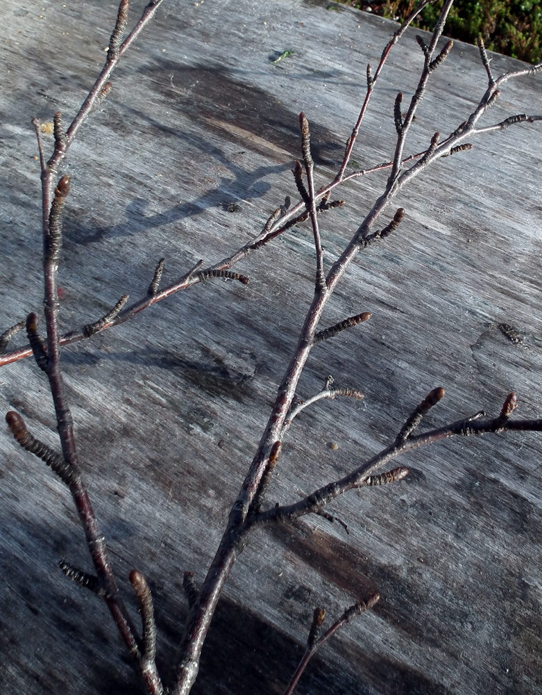 Image of Betula czerepanovii specimen.