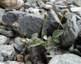 Tephroseris jacutica