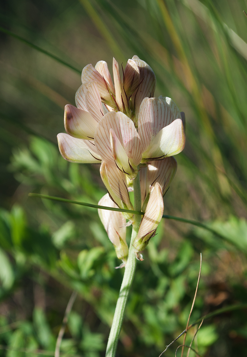 Image of Hedysarum splendens specimen.