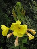 Oenothera glazioviana. Верхушка цветущего растения. Нидерланды, провинция Гронинген, национальный парк Lauwersmeer, у обочины дороги. 24 июня 2007 г.