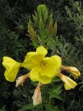 Oenothera glazioviana