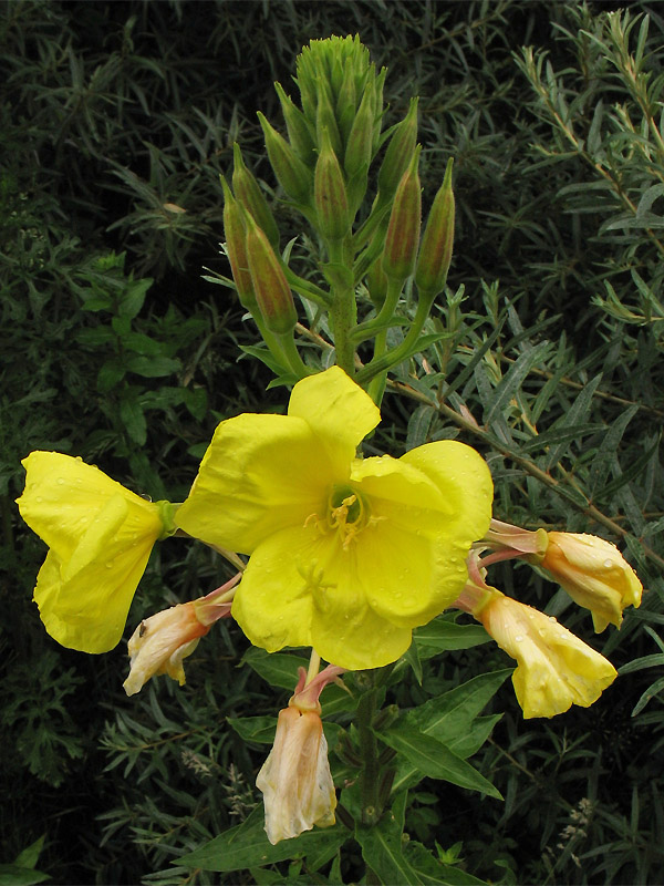 Изображение особи Oenothera glazioviana.