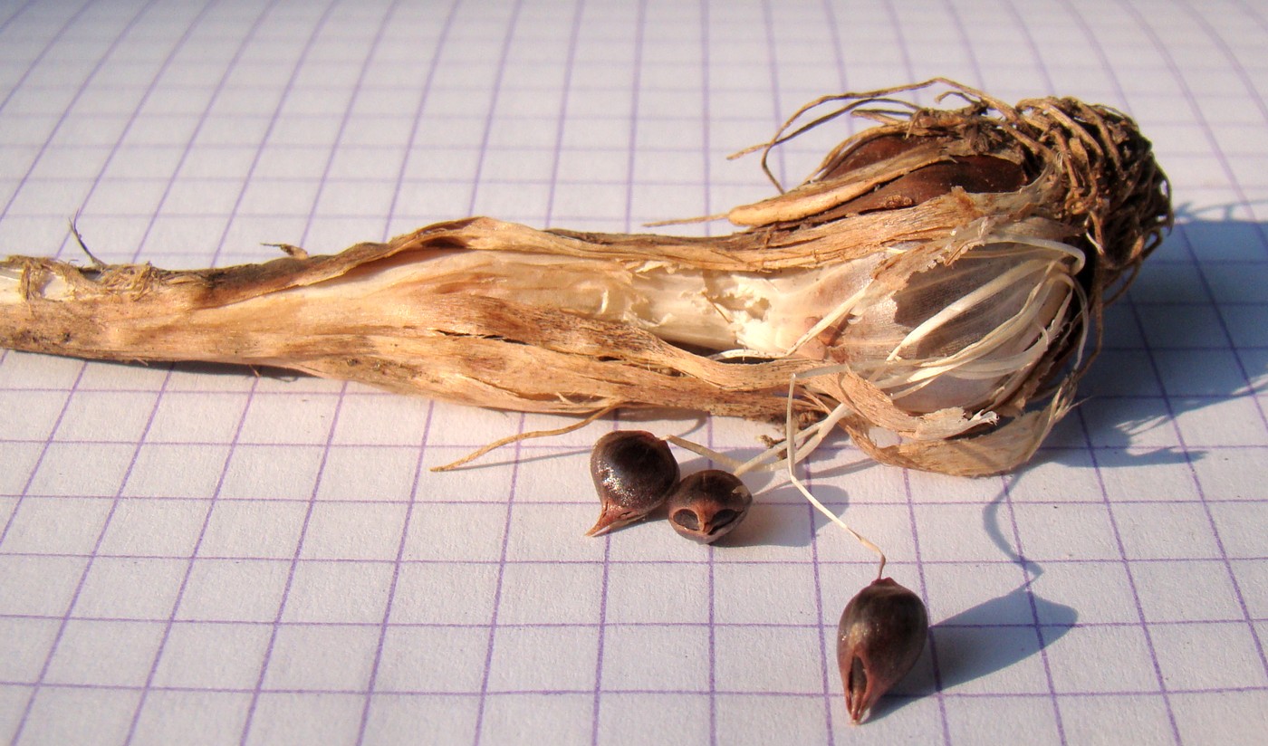 Image of Allium rotundum specimen.