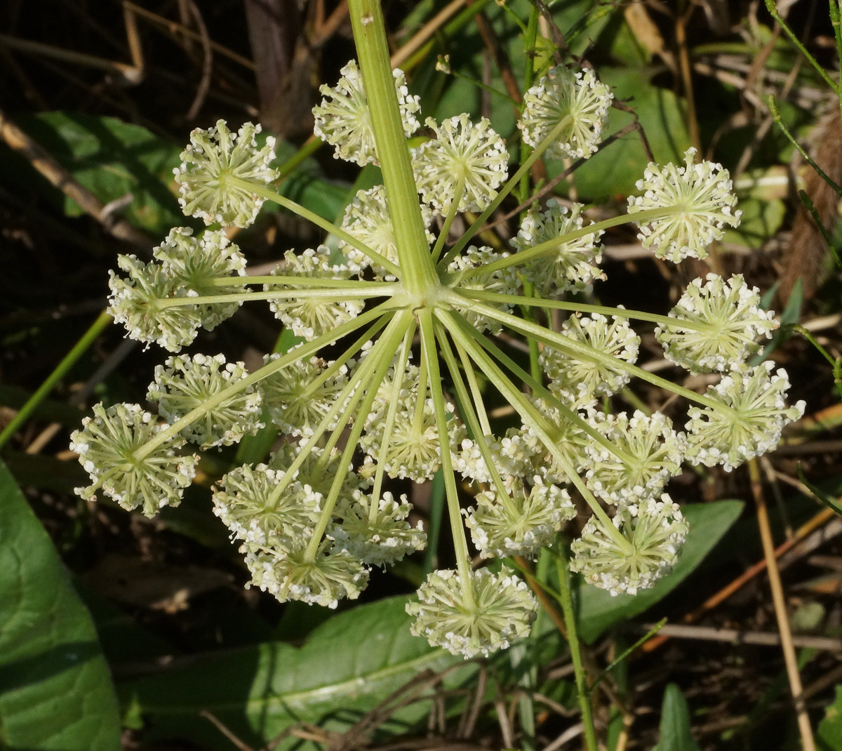 Image of Seseli libanotis specimen.