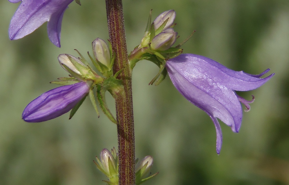 Изображение особи Campanula bononiensis.