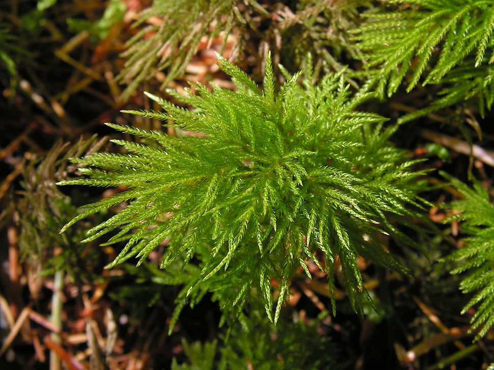 Изображение особи Pleuroziopsis ruthenica.