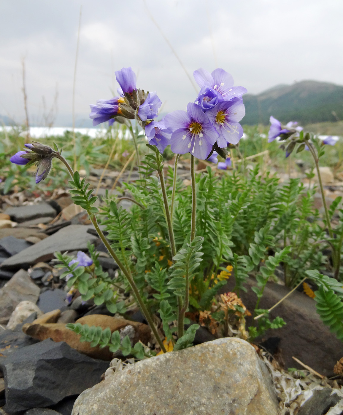 Image of Polemonium boreale specimen.