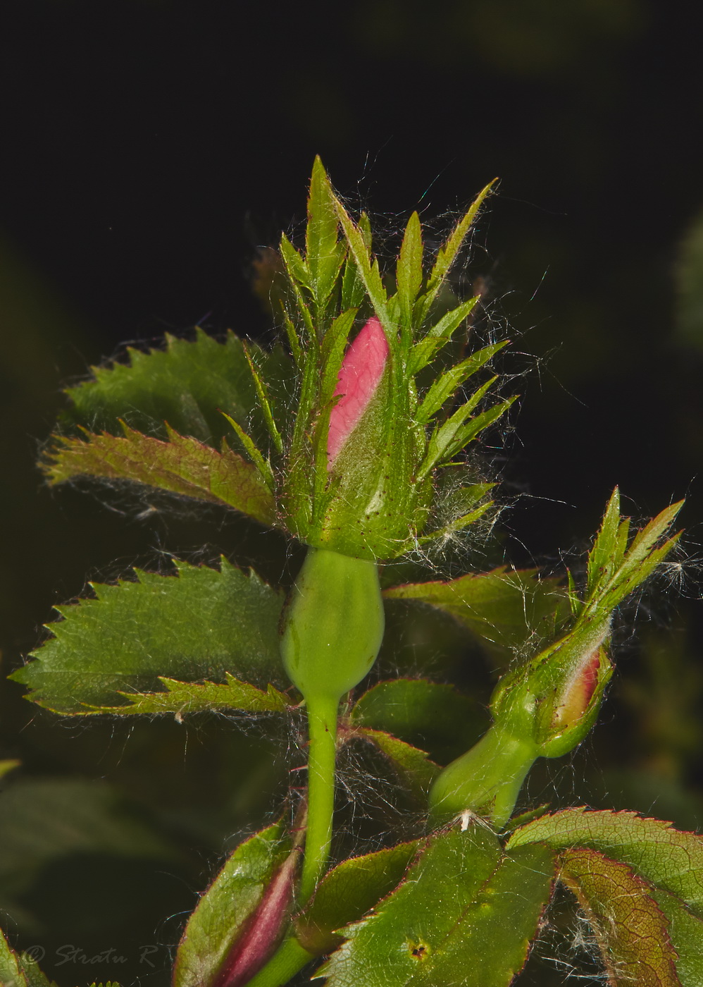 Изображение особи Rosa schmalhauseniana.