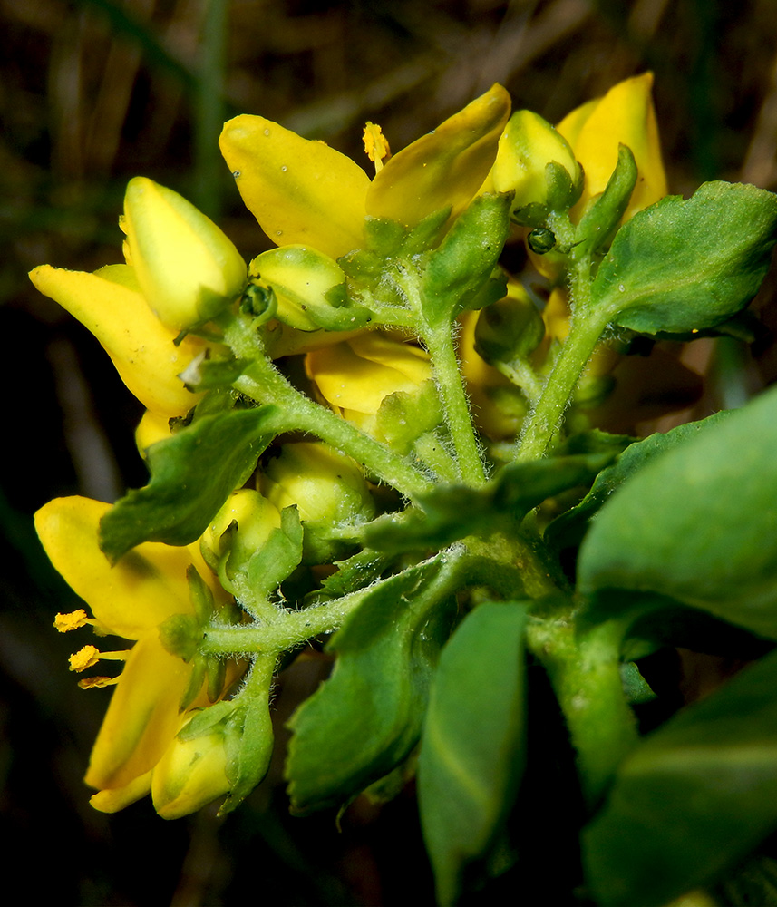 Изображение особи Haplophyllum thesioides.