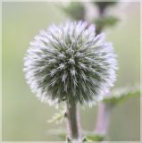 Echinops sphaerocephalus