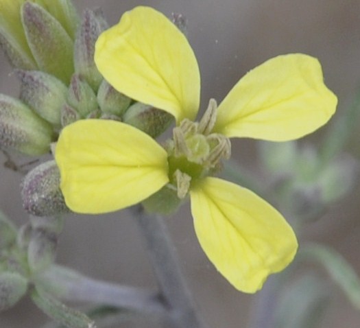 Изображение особи Erysimum graecum.