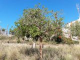 Erythrina corallodendron