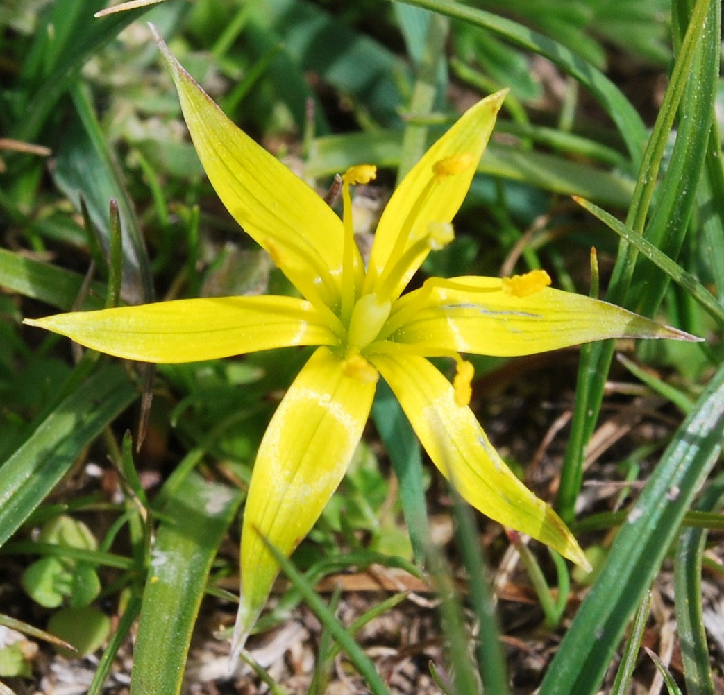 Изображение особи Gagea graminifolia.