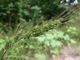 Echinochloa crus-galli. Часть соцветия. Амурская обл., Бурейский р-н, окр. с. Виноградовка, долина р. Асташиха, песчаная почва. 25.07.2016.