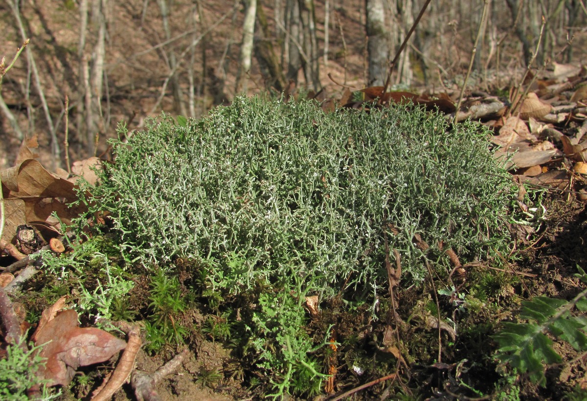 Изображение особи род Cladonia.