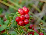 Vaccinium vitis-idaea. Верхушка плодоносящего растения. Магаданская обл., окр. г. Магадан, бухта Нагаева, мкр-н Марчекан, склон сопки. 25.08.2007.