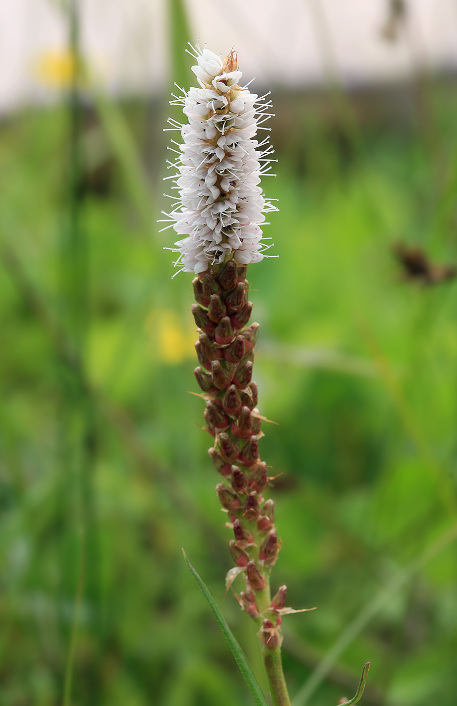 Image of Bistorta vivipara specimen.