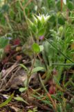 Arenaria leptoclados. Цветущее растение. Крым, Севастополь, бухта Камышовая. 11 апреля 2010 г.