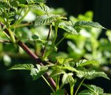 Rubus idaeus