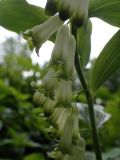 Polygonatum &times; hybridum