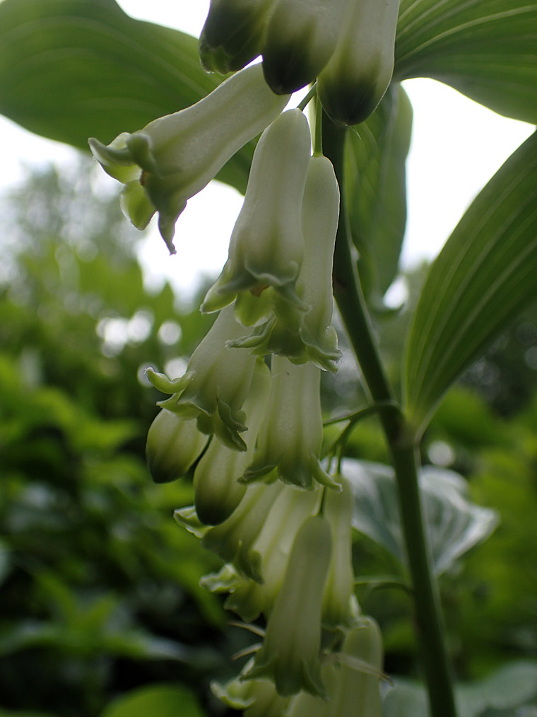 Image of Polygonatum × hybridum specimen.