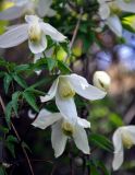 Atragene sibirica