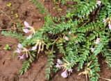 Astragalus sareptanus