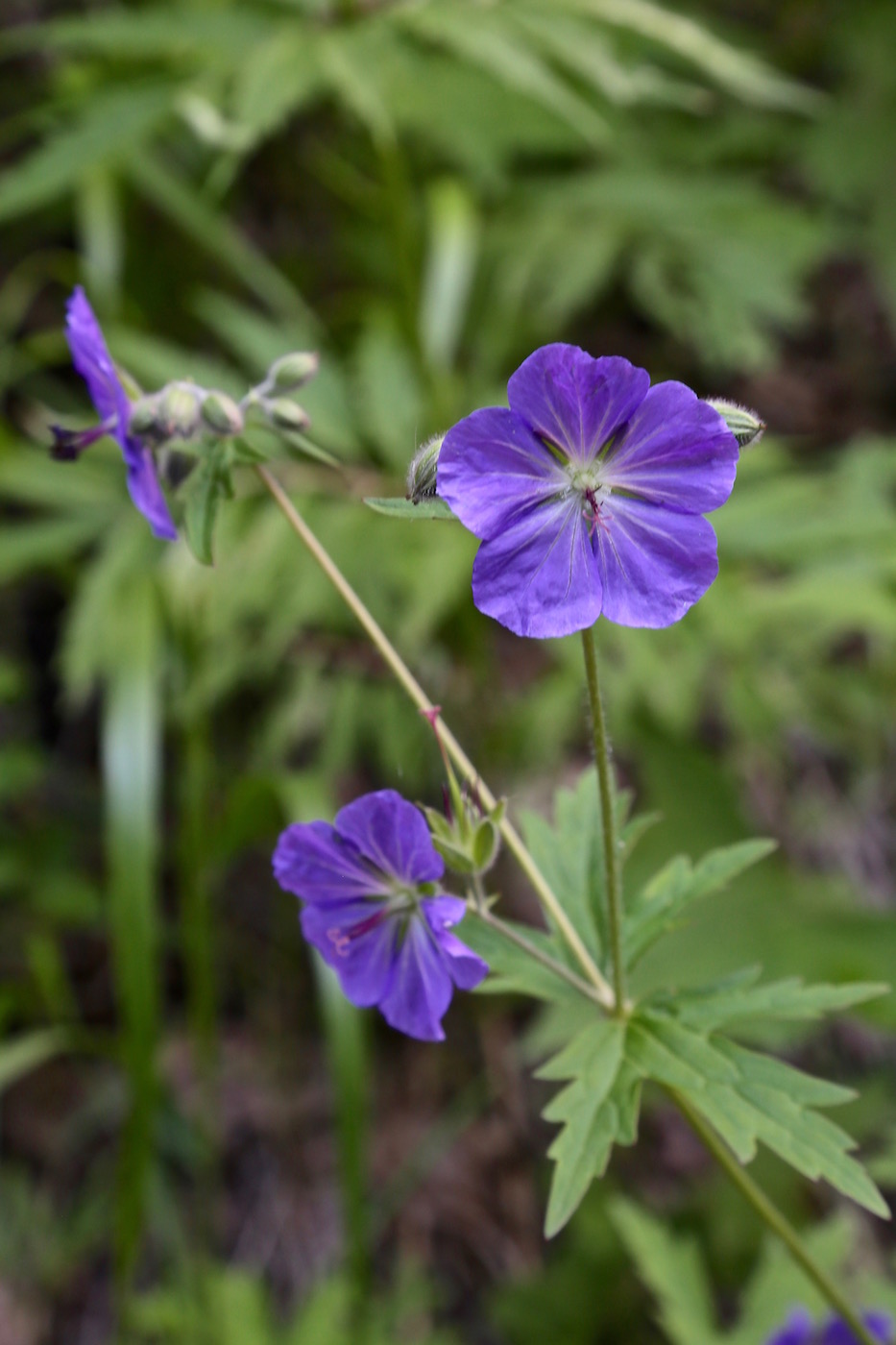 Image of Geranium erianthum specimen.