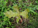 Quercus robur. Молодое растение-самосев, выросшее из жёлудя (заметна позеленевшая семядоля); поражено мучнистой росой (возбудитель Erysiphe alphitoides). Москва, Новогиреево, газон. 19.07.2017.