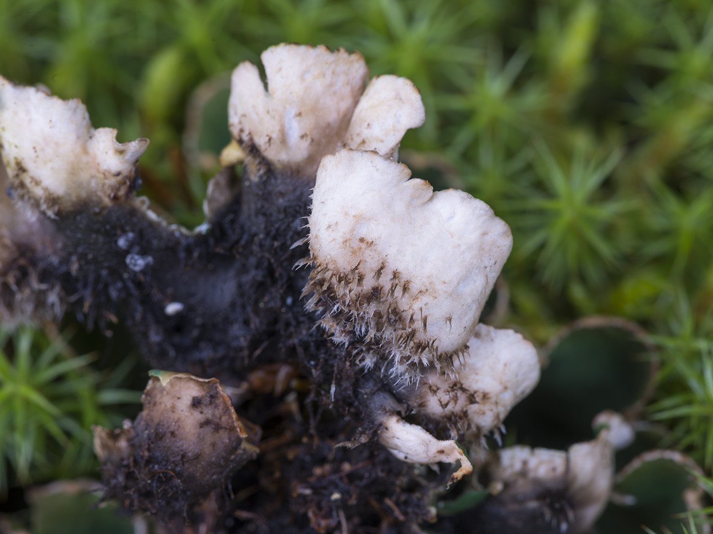 Image of Peltigera malacea specimen.
