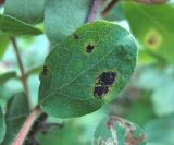 Lonicera buschiorum