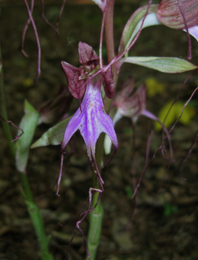 Image of Himantoglossum comperianum specimen.