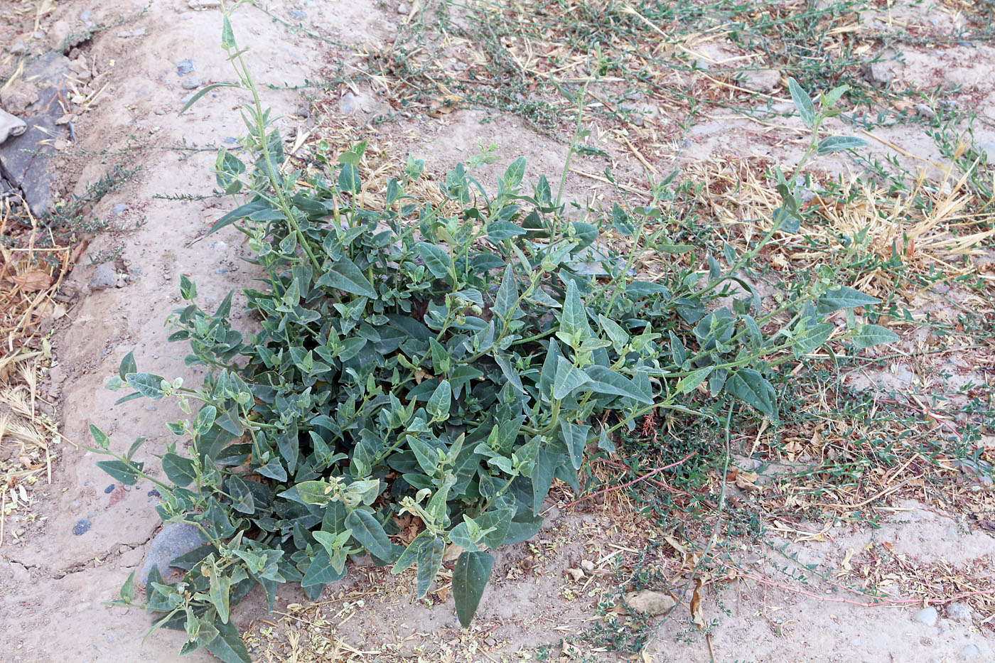 Image of Atriplex aucheri specimen.