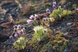 genus Pulsatilla