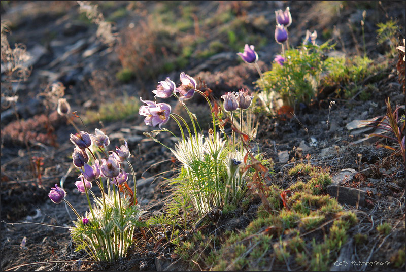 Изображение особи род Pulsatilla.