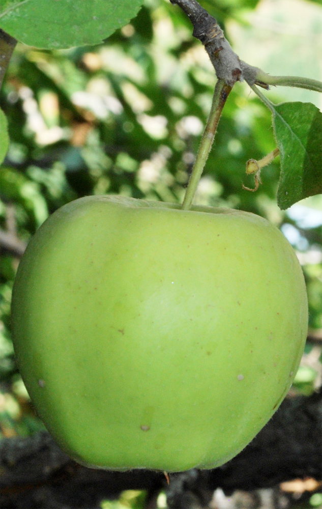 Image of Malus domestica specimen.